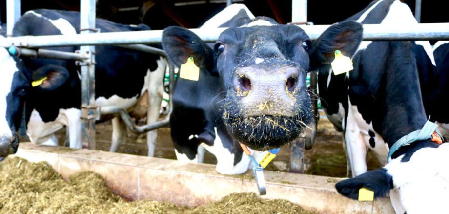 Aktuell sieht die Aartalsperre zwar sehr malerisch aus und die Eisschicht wirkt an einigen Stellen sehr dick. Allerdings birgt sie große Gefahren. Deshalb gilt generell ein Betretungsverbot. Foto: Lahn-Dill-Kreis/Marie-Therese Koch